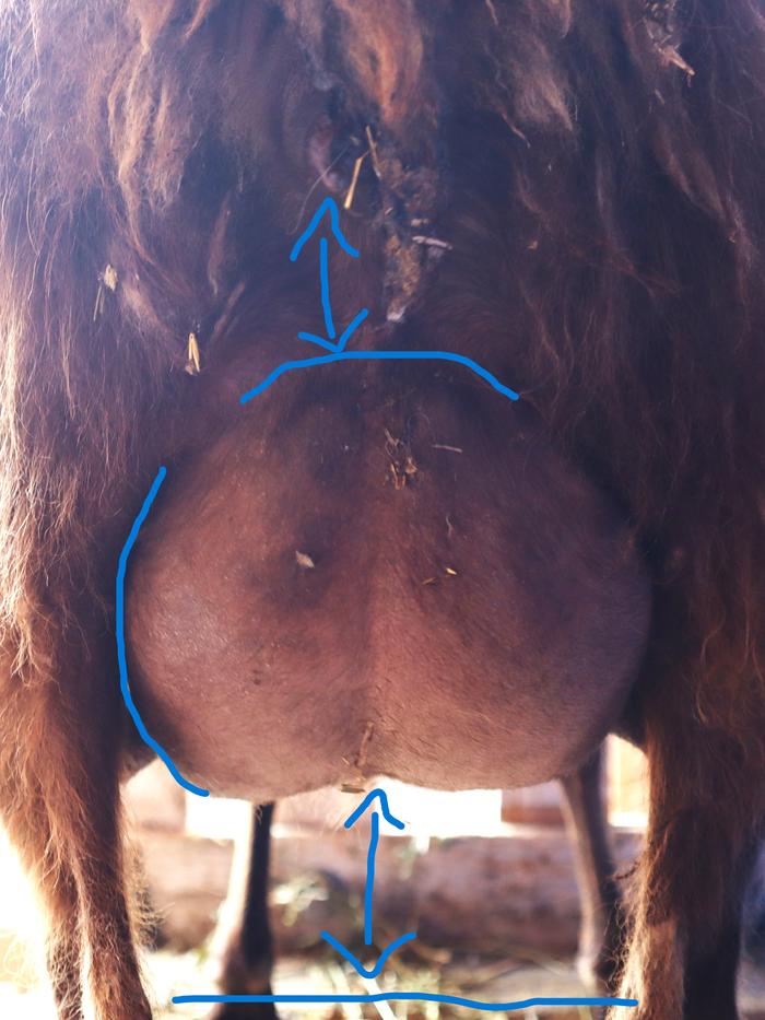 goat udder