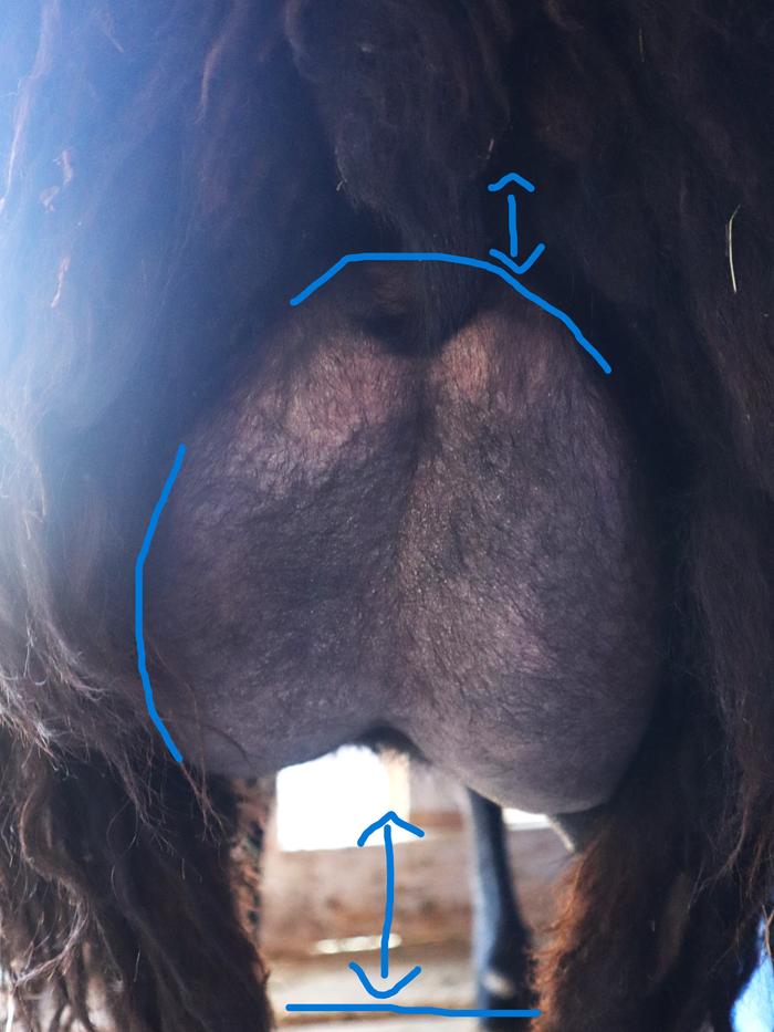goat udder