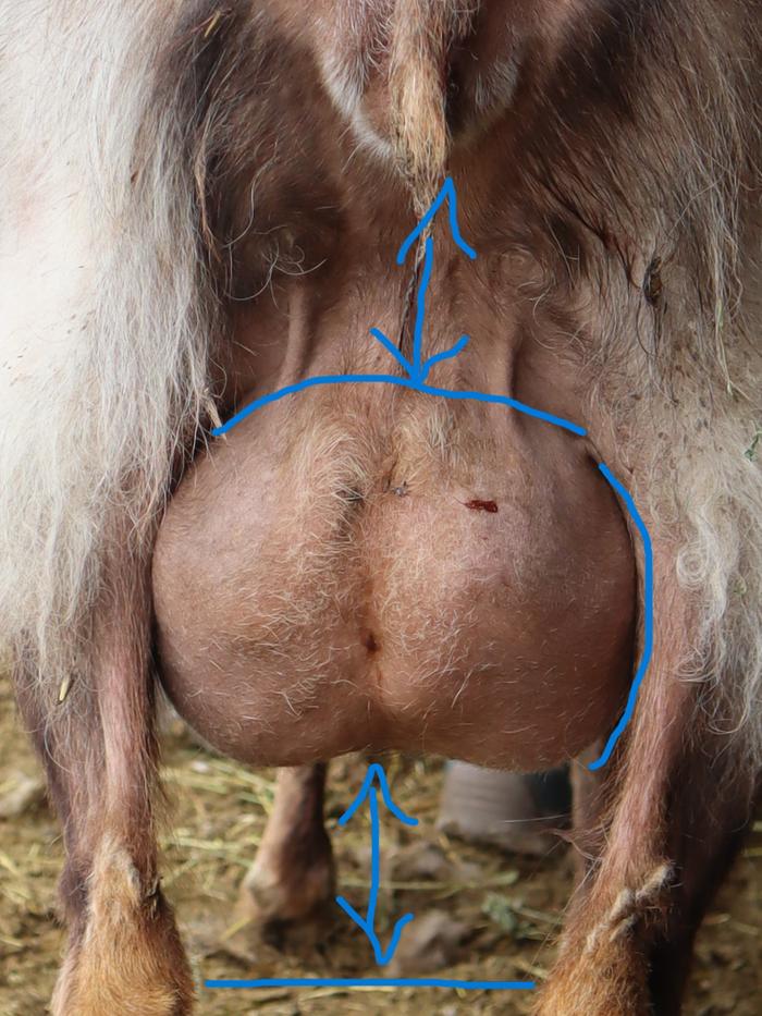 goat udder with poor attachments