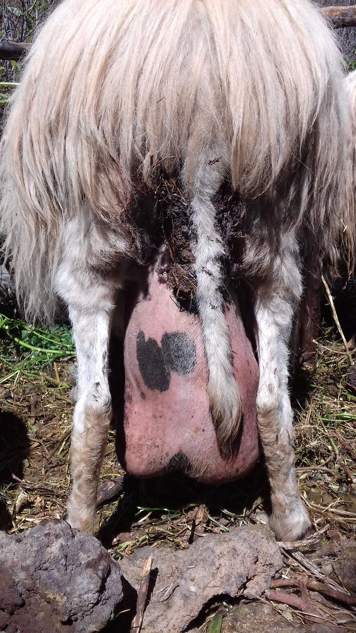 ewe sheep with mastitis
