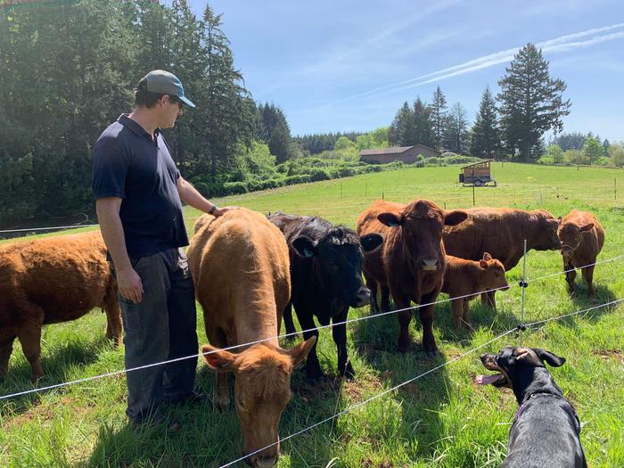 Dexter cattle Oregon May