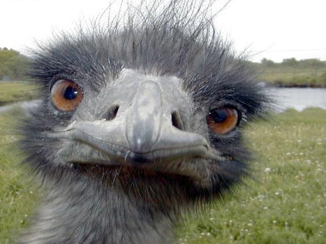 [Thumbnail for ostrich.jpg]