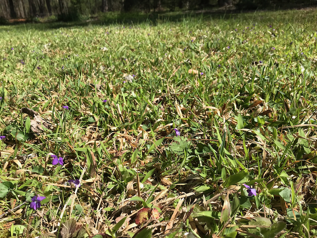 Dichanthelium laxiflorum in the spring with violets