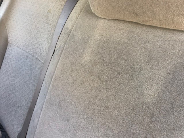 Dog hair in back seat