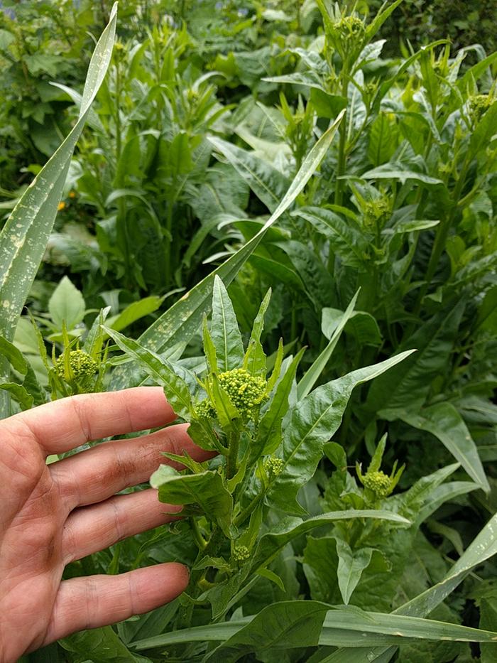 Turkish rocket flowers ready to harvest