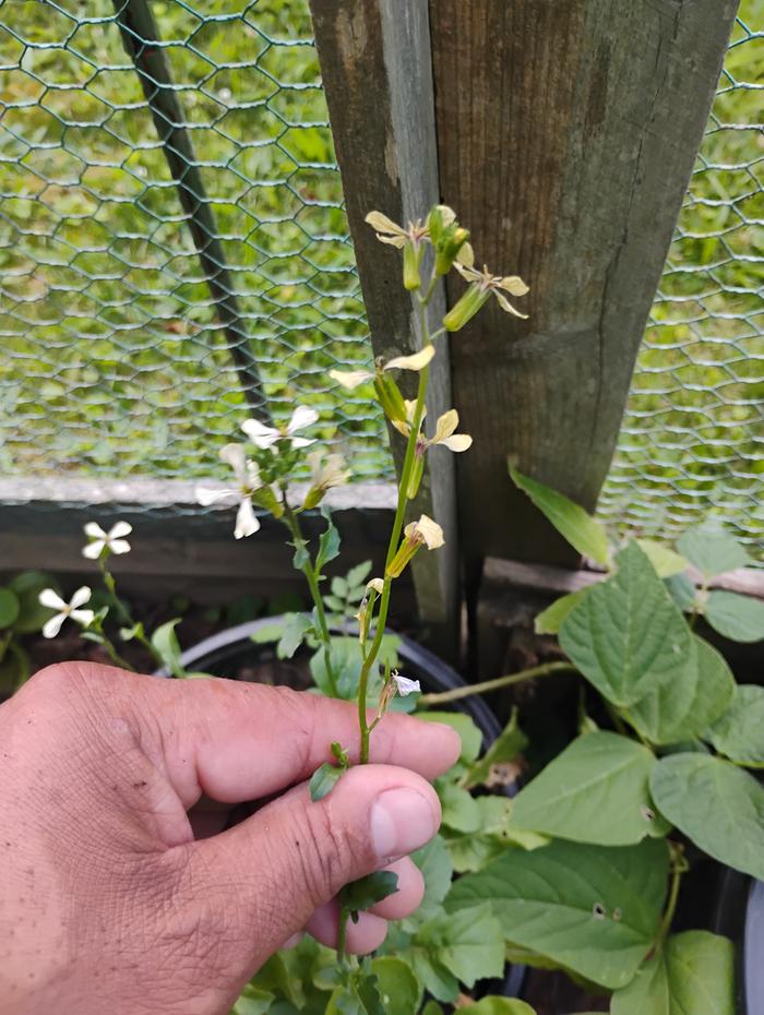 This flower looks nothing like the one shown above