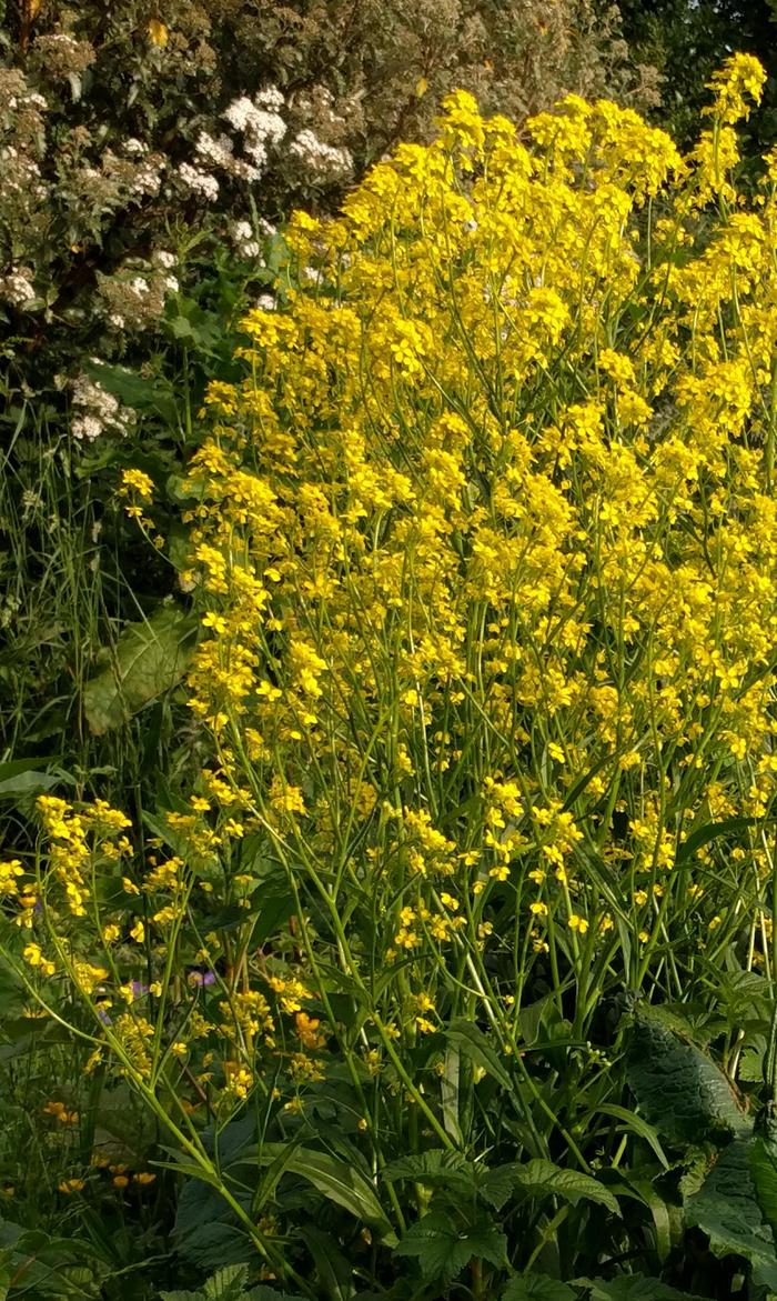 Turkish rocket in bloom