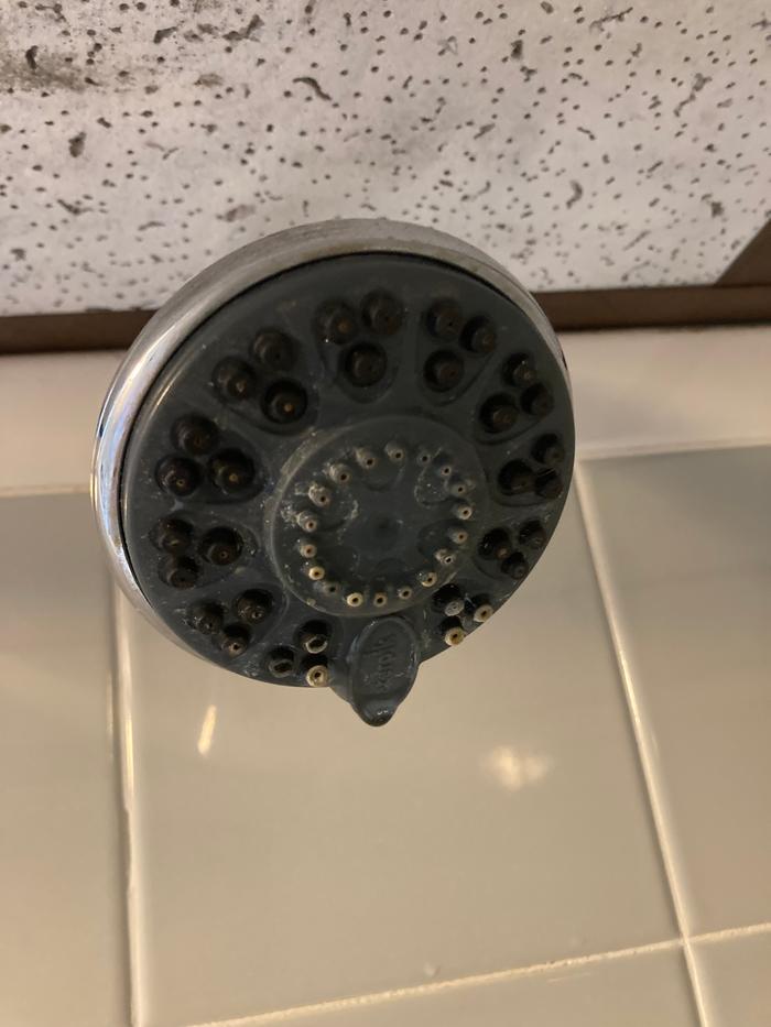 Calcified showerhead