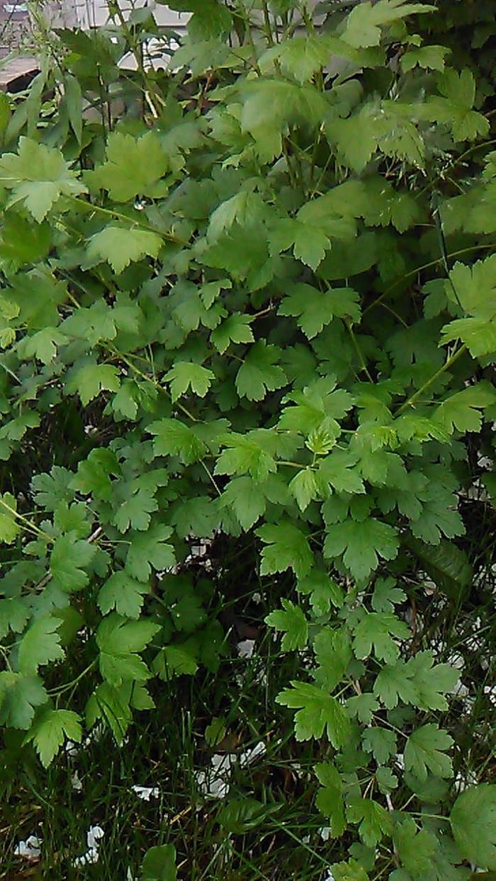 Was given gooseberries when we bought our house. The initial cluster is doing great. These are some volunteers thanks to the birds haha.