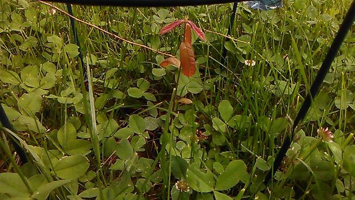 No so much volunteerish but our new Oak Tree grown in the ground from an acorn. My youngest daughter helped pick the spot for it so she's super proud it's doing so well.