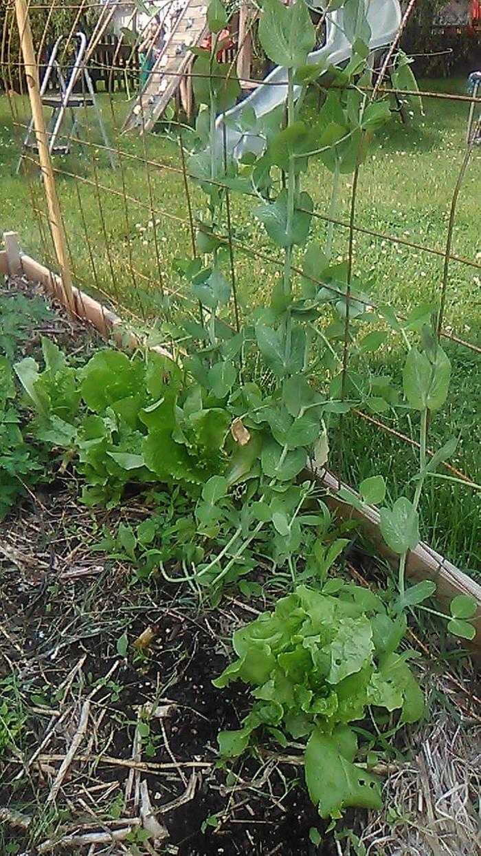 This is my sugar snap peas that are growing on a makeshift trellis. Butter crunch lettuce in front of them with some of the volunteer tomatoes on the left of the frame.