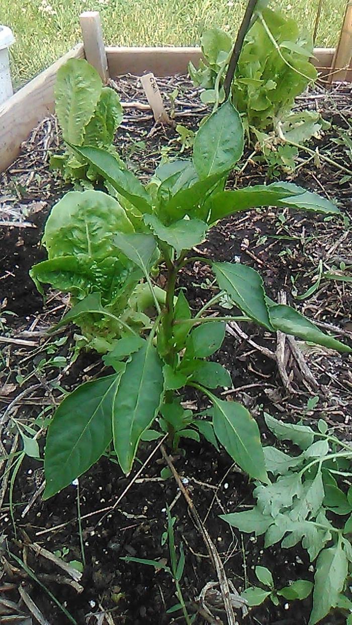 Transplanted yellow bell pepper.