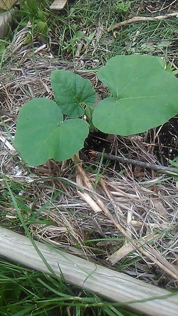 Direct seeded butternut squash