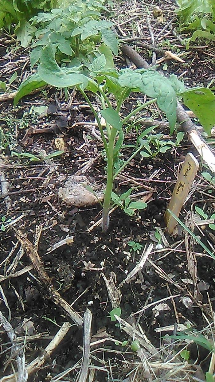 Direct seeded brandywine pink tomato. One of the volunteer tomatoes in the background of the frame.