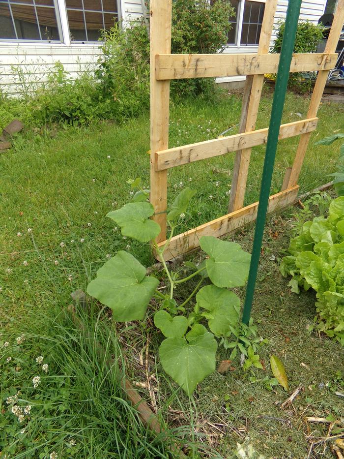 Butternut squash. There is a small tomato from seed near the stake.