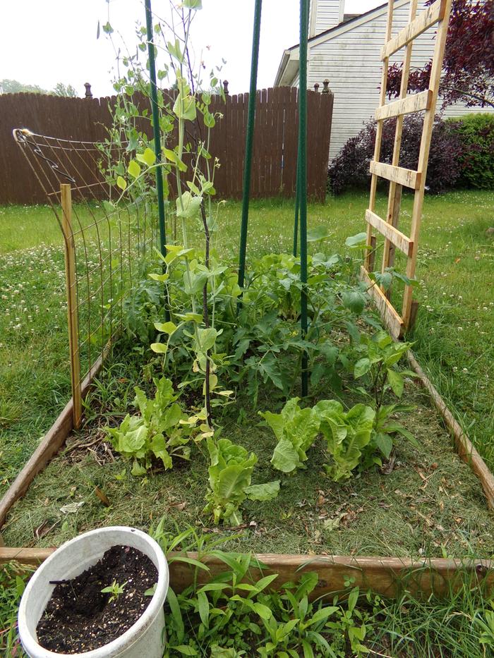 Sugar Snap peas are the tall growies. Lettuce in the front. Bell pepper on the right and the tomatoes staked there in the middle.