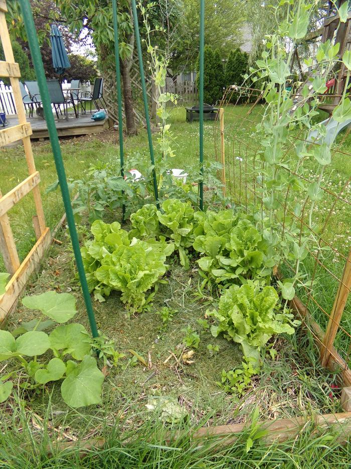 Lots of lettuce, tiny peppers in the front. I haven't picked the best ones yet but will probably do that next week. The tomatoes are in the background.