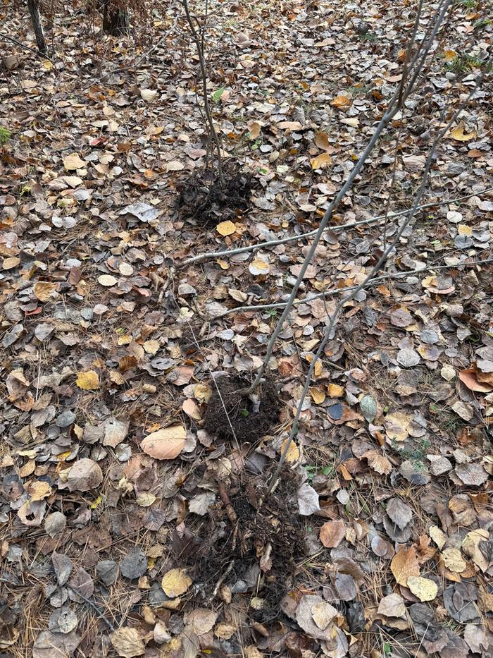 [Thumbnail for fiveTransplants.jpg]