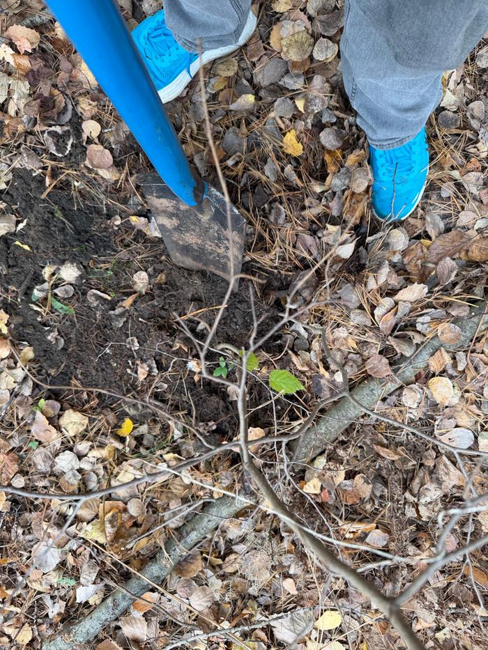 [Thumbnail for plantingProcess04.jpg]