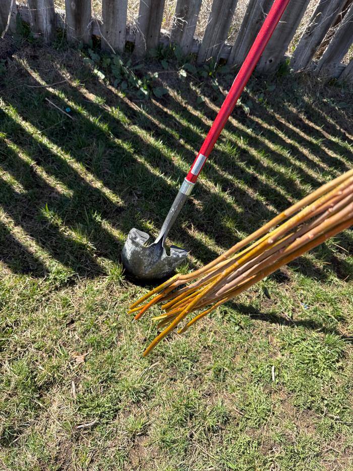 Time for planting. I put two cuttings in each spot.