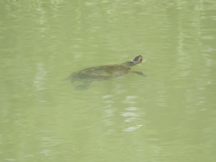 [Thumbnail for IMG_0347.JPG]