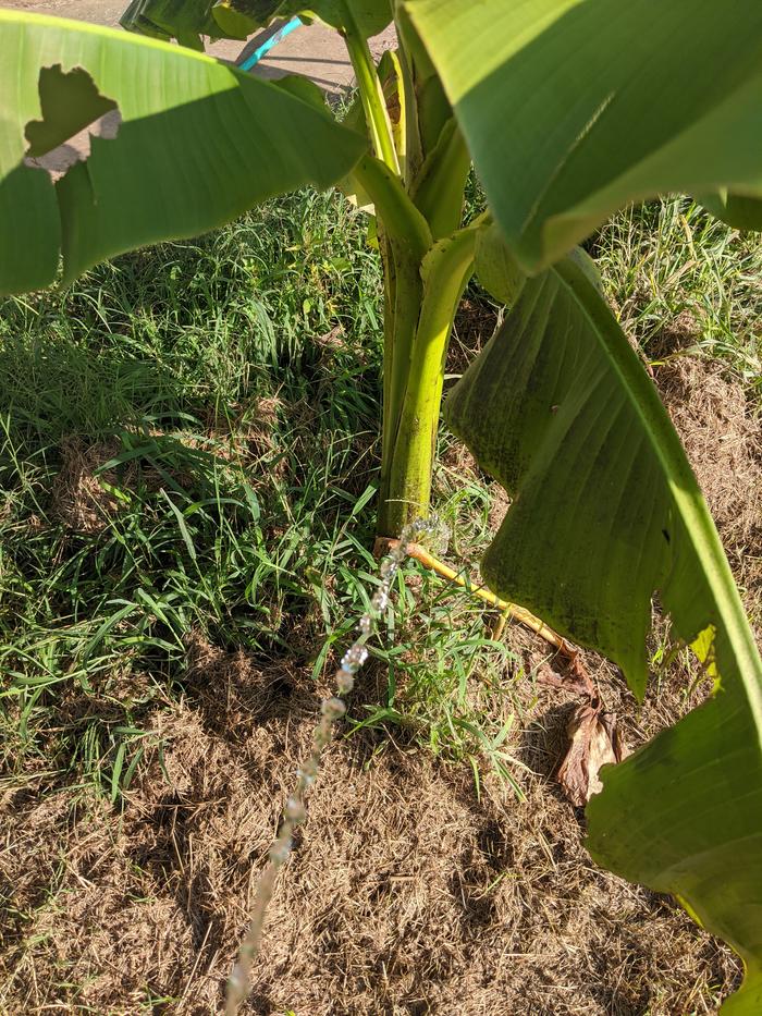 Me, peeing on a banana plant. 