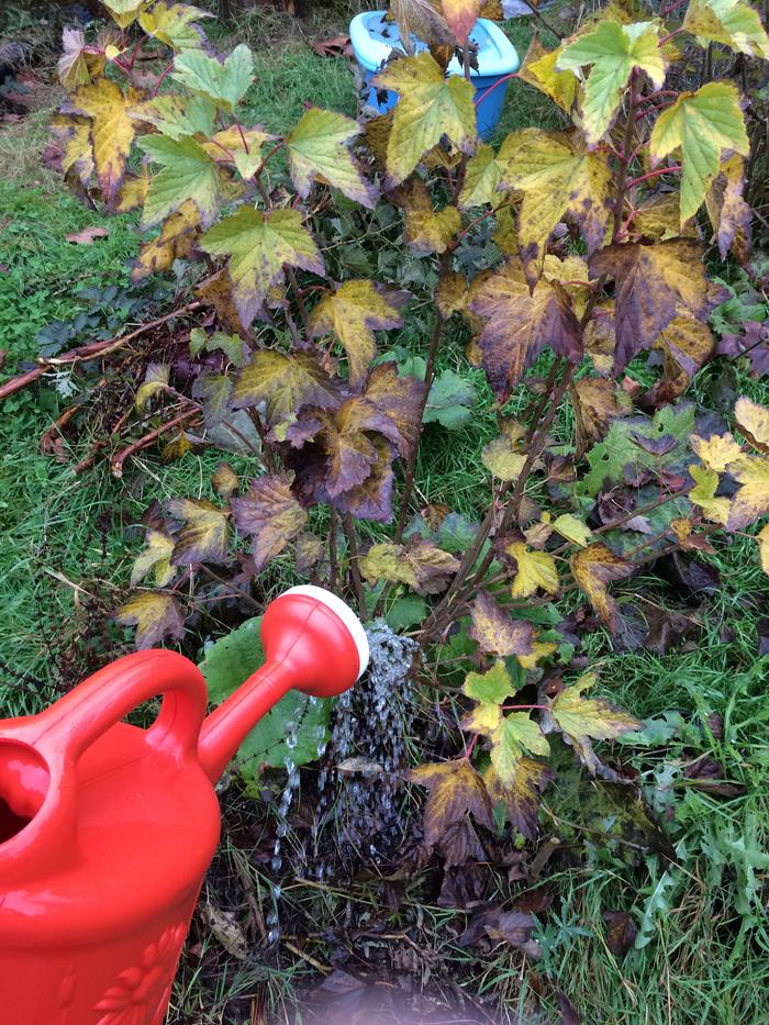 Watering the black currants