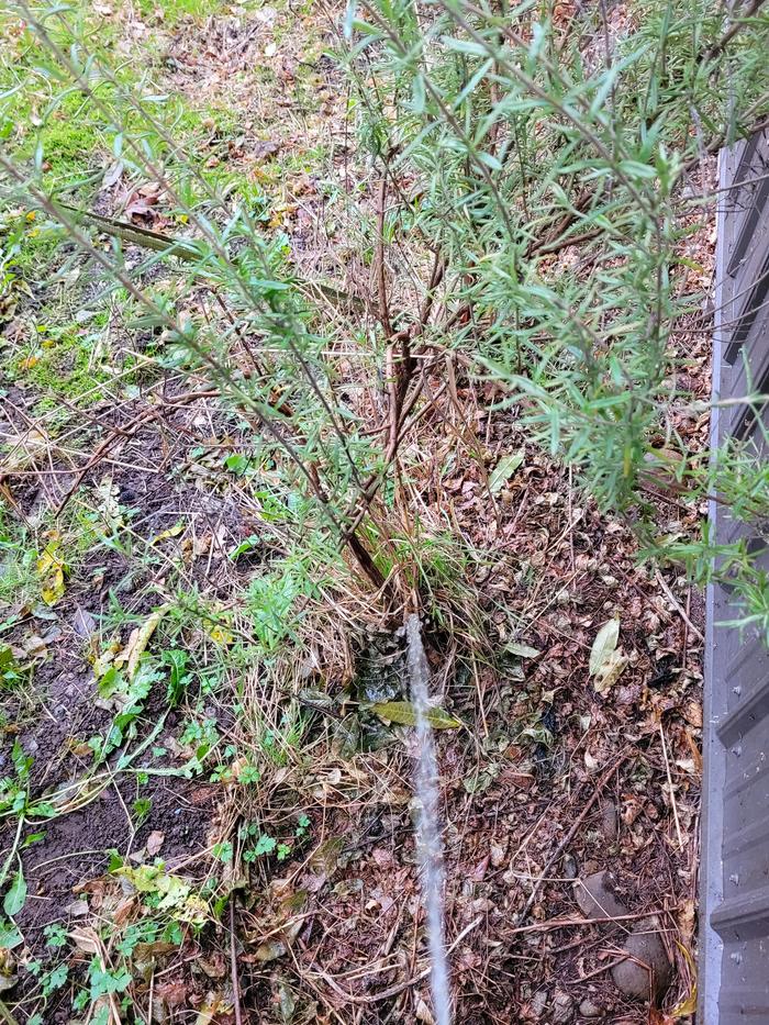 Applying to a rosemary plant.