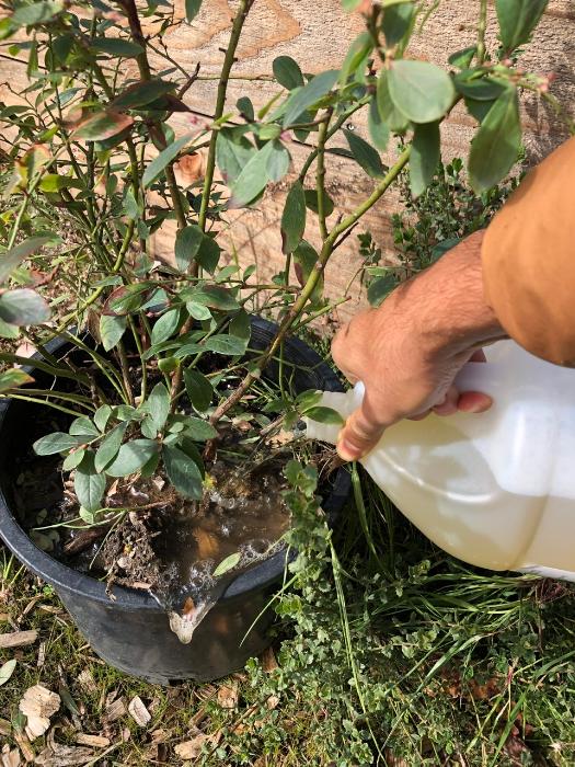 Gave to blueberry bushes