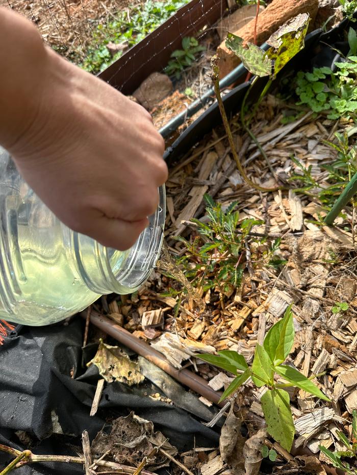 pouring next to the plant