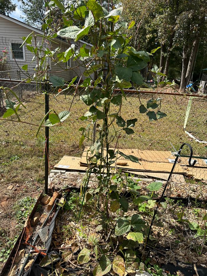 runner bean plant