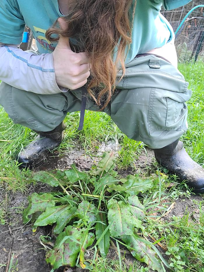 Clearly showing moist soil