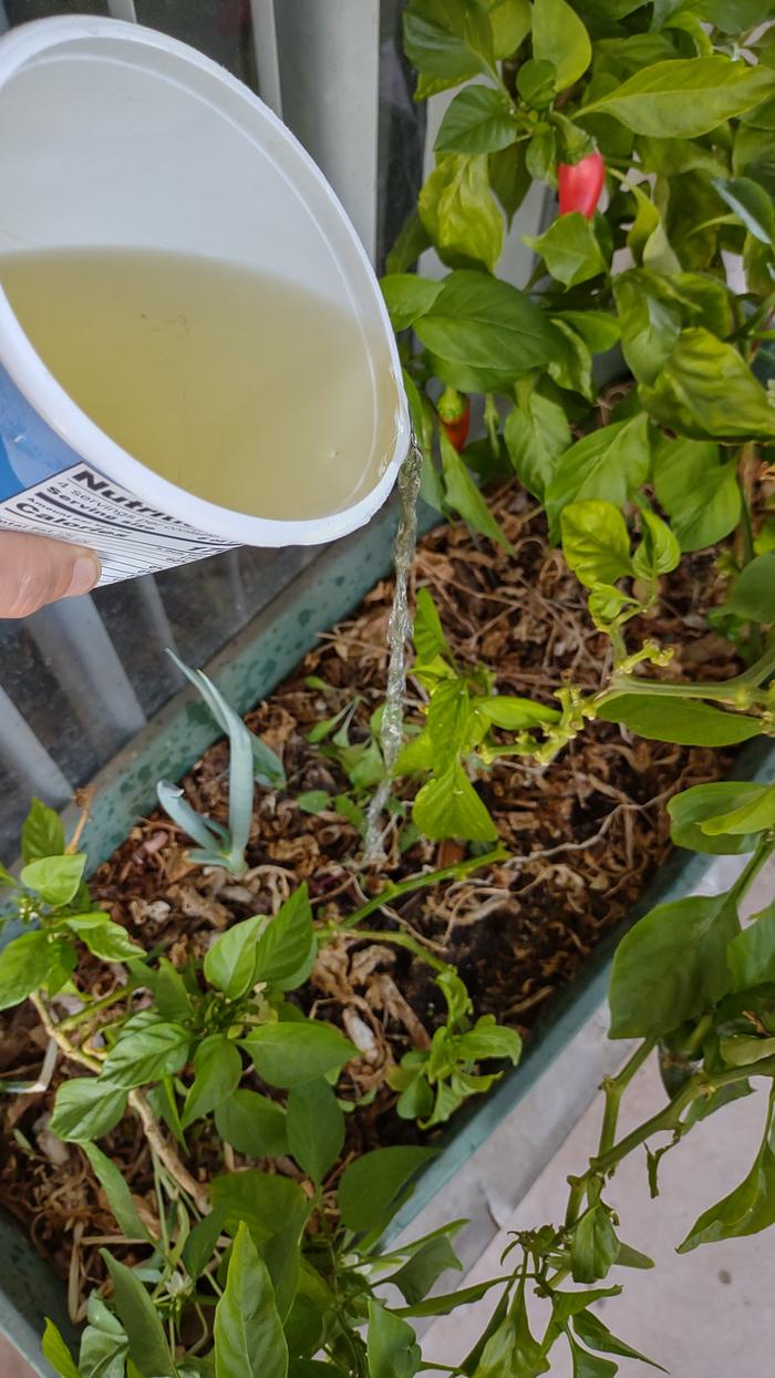 Giving PP to PP loving pepper plants