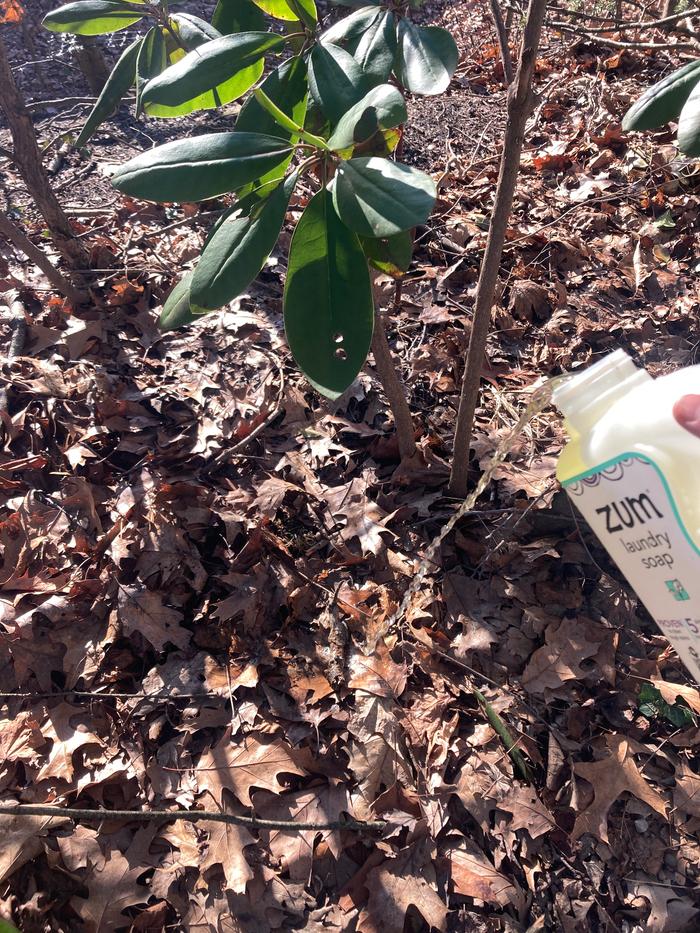 applying the diluted pee near some plants.