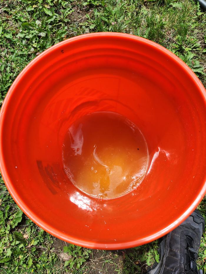 undiluted urine
