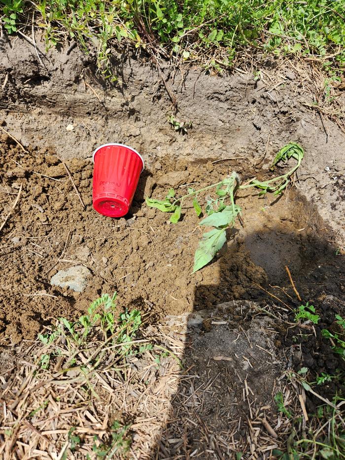 tomato planted and one spot watered with 1:10 urine:water