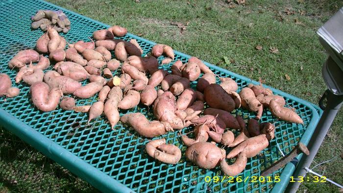 my first sweet potato attempt. Slips were planted directly in hard packed clay &amp; ignored until harvest