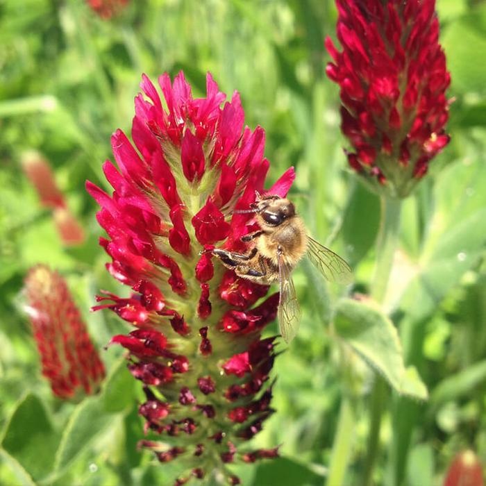 Crimson Clover