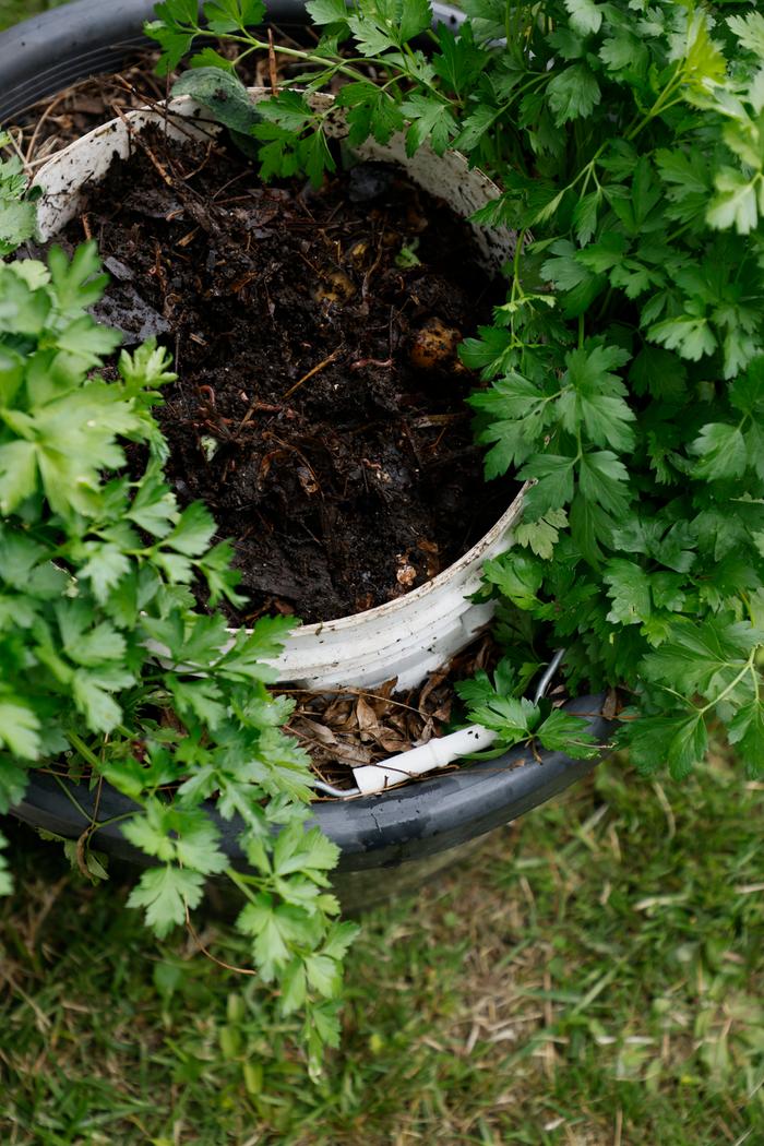 Compost worms in DIY worm bucket