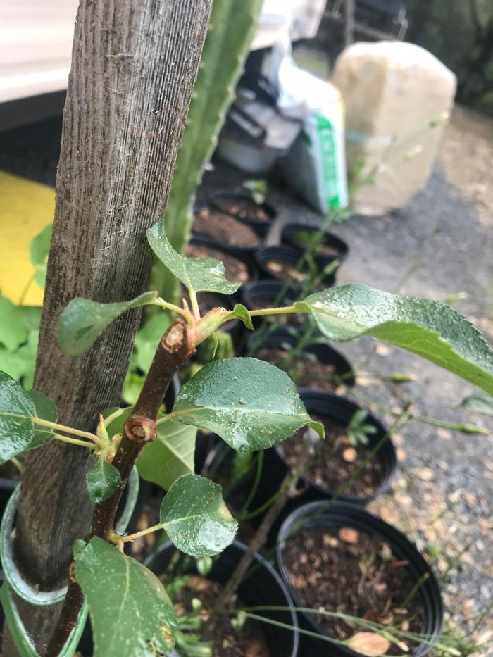 [Thumbnail for 48A8CCFC-DDB5-47AB-ADFE-D426AFD3DAB0.jpeg]