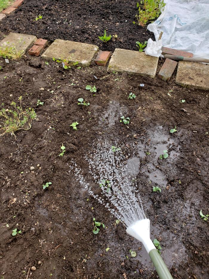 Watering cabbages