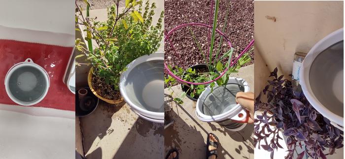 [Thumbnail for BUCKET2-porch-plants.jpg]