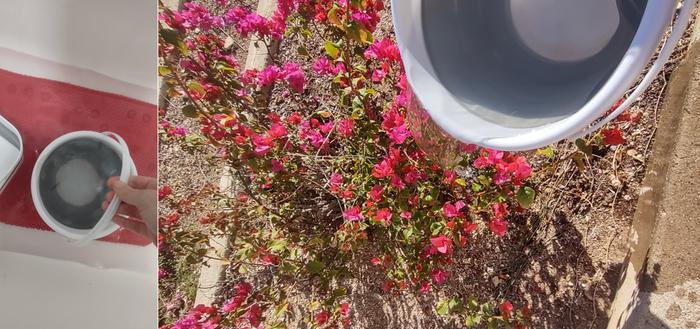 [Thumbnail for BUCKET3-plant.jpg]