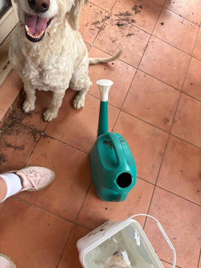 Second bucket and can with dogs for cute factor