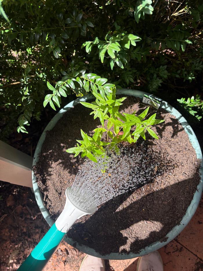 Watering the herbs - lemon verbena 
