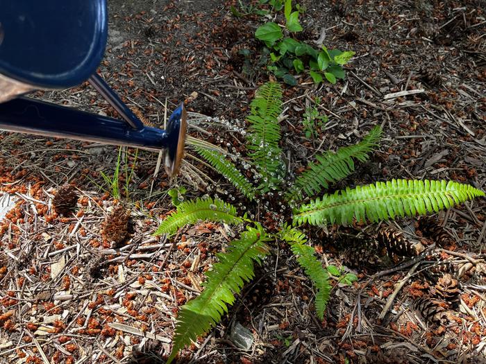 Day 1: Watering a young fern