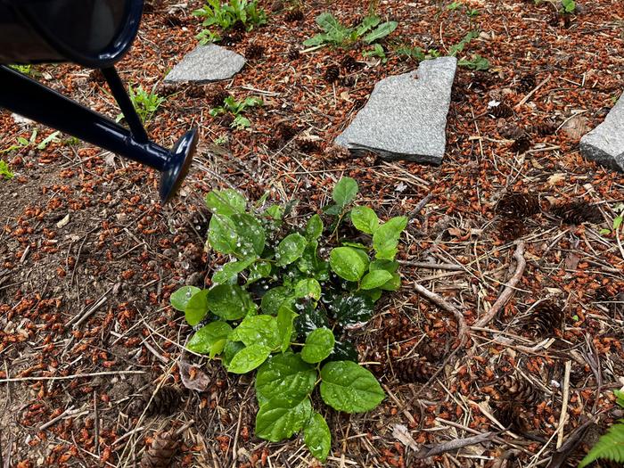 Day 2: Watering a young salal