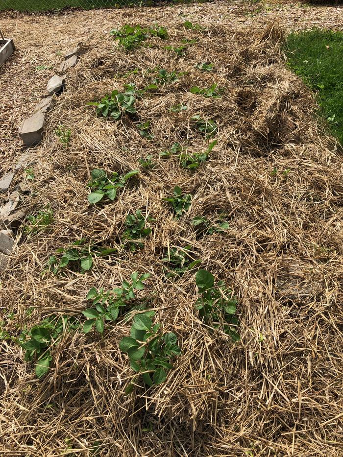 potatoe plants growing through straw