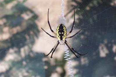 [Thumbnail for Argiope.jpg]