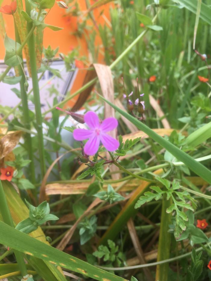 wild geranium